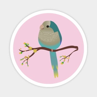 Cute egg shaped blue quaker parrot or monk parakeet Magnet